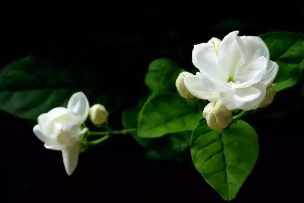 茉莉花怎么剪枝，修剪殘花/徒長枝葉/病枝弱葉