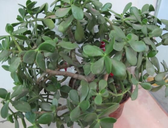 玉樹燕子掌怎么區(qū)分，主要從葉和花序上辨別