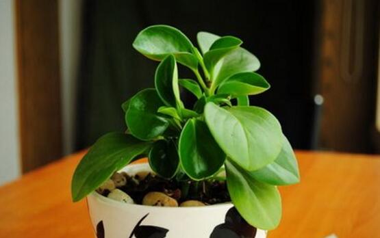 碧玉花怎么修剪，五個(gè)基本步驟修剪更加美觀