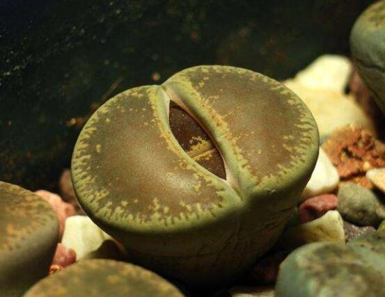 生石花夏天發(fā)皺，保持散射光環(huán)境/盆土疏松透氣