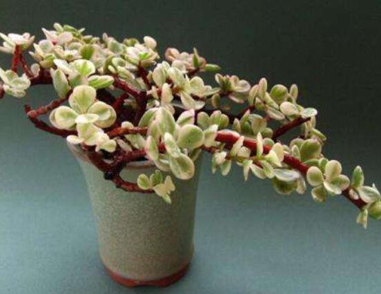 雅樂之舞水培怎么養(yǎng)，勤換水、保持合適溫度光照/前期養(yǎng)護(hù)