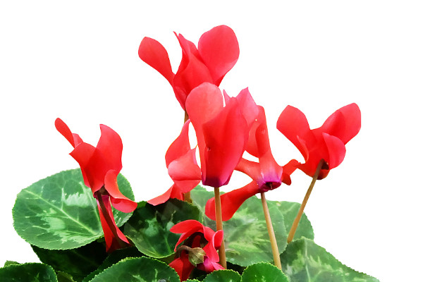 仙客來長(zhǎng)蟲怎么辦