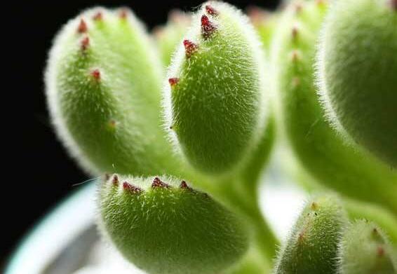 熊童子的花語和傳說，玲瓏優(yōu)雅和綠色山珍美好寓意