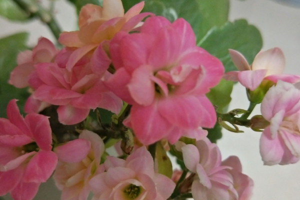 長壽花為什么掉葉子