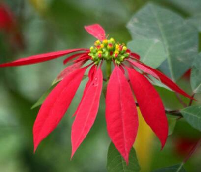 一品紅的寓意，象征冬日中的暖陽