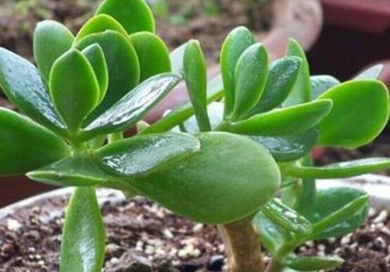 燕子掌炭疽病怎么辦，及時(shí)摘除病葉、噴灑藥物(合適溫度光照)