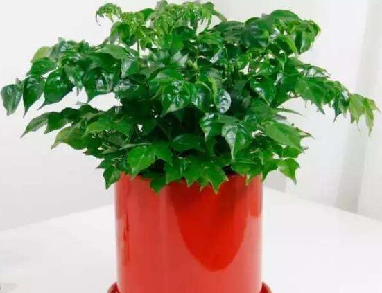 幸福樹放在哪里好風(fēng)水，盤點(diǎn)最佳四個(gè)好風(fēng)水位置(客廳/臥室/書房/陽(yáng)臺(tái))