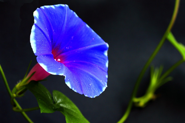 牽?；ㄓ纸惺裁椿? src="/nongye/d/file/20201223/1boyvkk1fvh.jpg" / data-CQR5="Zfgsk5"></p>
<p data-mgED="I1kziz">
	牽?；ㄓ直唤凶鰹槔然?，它是旋花科牽牛屬的一年生草本植物，還被叫做為喇叭花是因?yàn)樗_(kāi)花的時(shí)候，花朵形如喇叭，它還被人們叫做為朝顏花，因?yàn)樗幕ǘ渲辉谠绯康臅r(shí)候開(kāi)放，中午的時(shí)候就會(huì)凋謝枯萎。</p>
<p data-5pnM="kt9xJw">
	<strong data-axt7="icJnvx">2、植株特征</strong></p>
<p data-1sWw="pwm76P">
	<img alt=