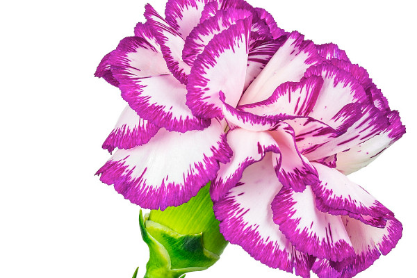 康乃馨種子的養(yǎng)殖方法和注意事項