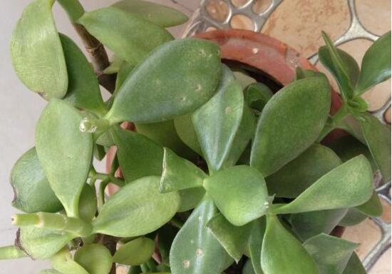 玉樹葉子發(fā)黃怎么補(bǔ)救，教你三種最直接有效的補(bǔ)救方法