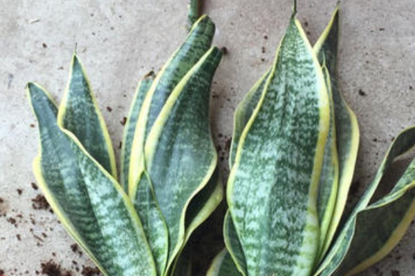 金邊虎皮蘭的養(yǎng)殖方法和注意事項(xiàng)