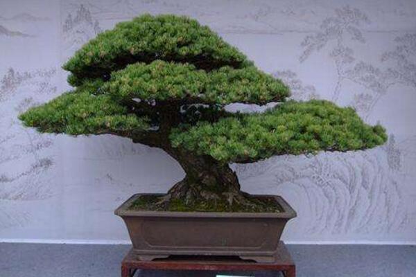 九里香盆景怎么養(yǎng)，確保九里香爆盆的5大要點(diǎn)