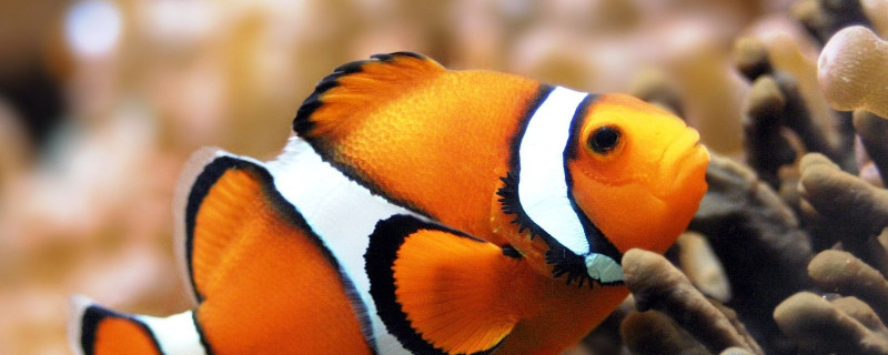 養(yǎng)魚的水有什么要求