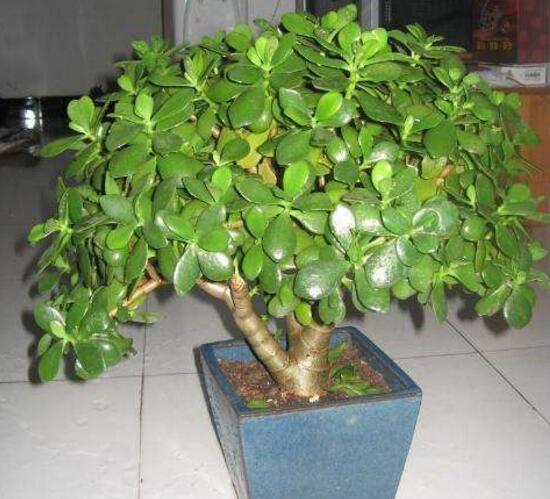 玉樹有毒嗎，玉樹能放在臥室嗎/有毒別放室內(nèi)