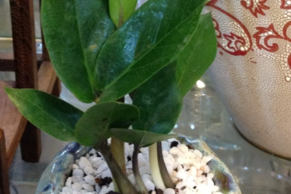 金錢樹秋冬季節(jié)怎么養(yǎng)