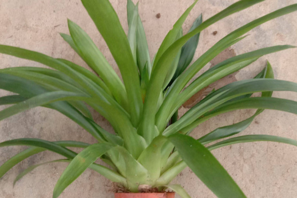 鴻運當(dāng)頭可以插活嗎