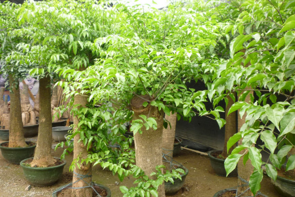 幸福樹如何修剪，摘心打頂/疏剪密枝等