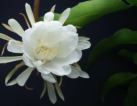 曇花怎么施肥，腐熟的有機(jī)肥為主/陰天施肥最佳