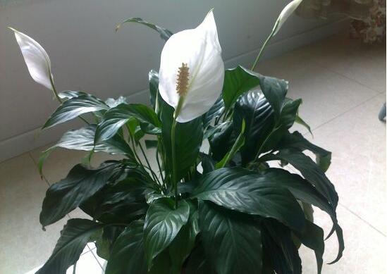 一帆風順澆什么水好，澆淘米水、池塘水使枝葉青翠碧綠