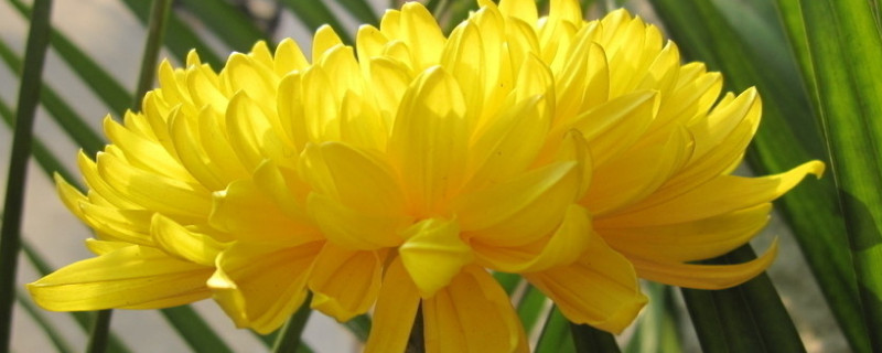 康乃馨長得很細怎么辦