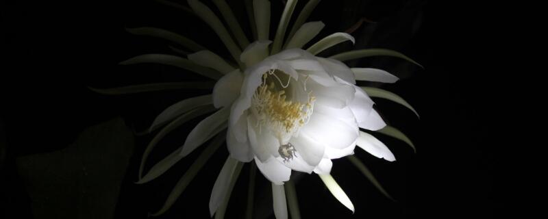 曇花不開花怎么修剪