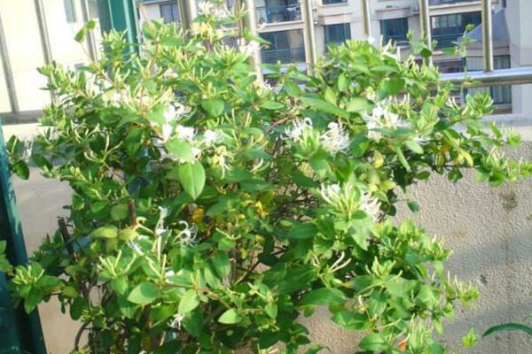 金銀花樹苗的種植方法，種后養(yǎng)護非常關(guān)鍵