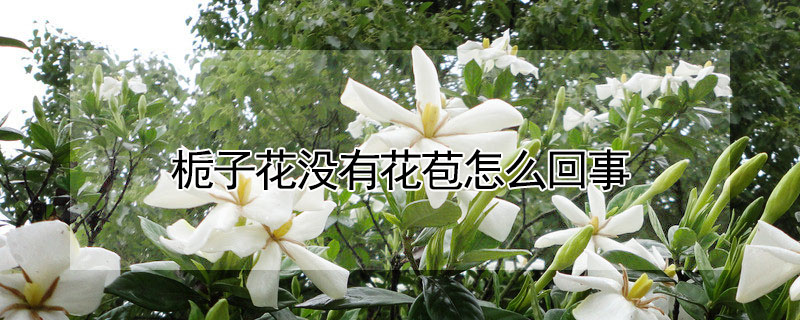 梔子花沒(méi)有花苞怎么回事