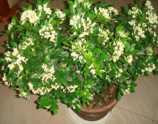 九里香多大開花，幼苗開花需3-4年/成株年年開花