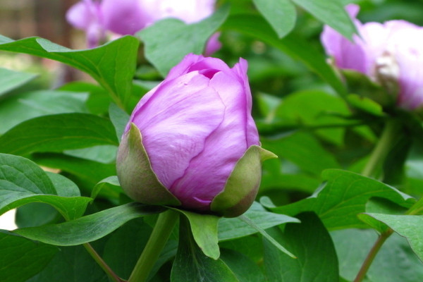 盆栽牡丹花的養(yǎng)殖方法和注意事項(xiàng)