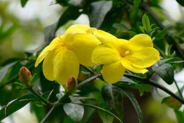 迎春花與探春花的區(qū)別