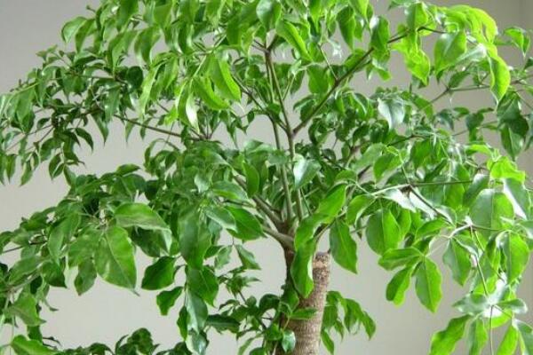 幸福樹冬季的養(yǎng)殖方法和注意事項(xiàng)