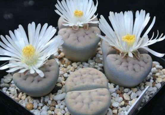 生石花怎么養(yǎng)護(hù)，做好五點(diǎn)生長(zhǎng)美觀茂盛