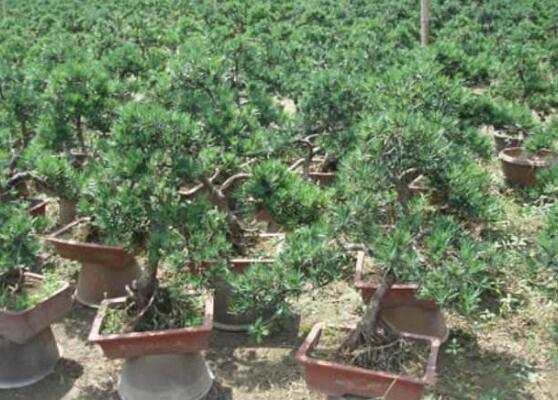 羅漢松葉子發(fā)黃怎么辦，羅漢松葉子發(fā)黃解決辦法