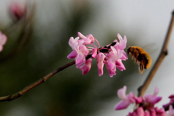 紫荊盆景怎么養(yǎng)殖