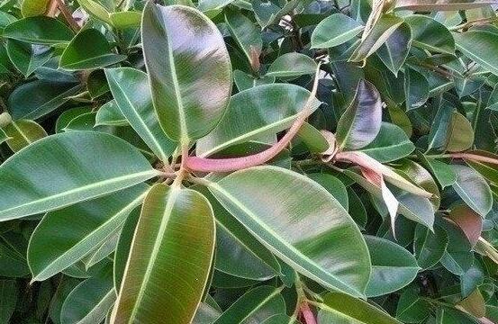 橡皮樹怎么養(yǎng)，牢記七個步驟就可養(yǎng)好