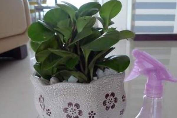 碧玉花長(zhǎng)高了怎么回事