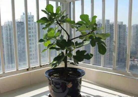 平安樹(shù)怎么養(yǎng)才茂盛，平安樹(shù)的養(yǎng)殖方法