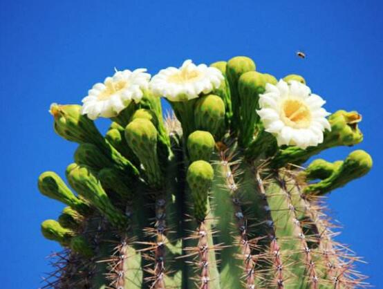 仙人掌為什么不用澆水，因吸水能力太強(qiáng)