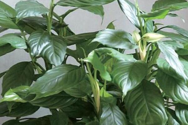 萬(wàn)年青養(yǎng)殖方法