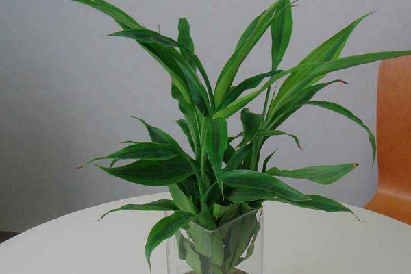 富貴竹長(zhǎng)彎了怎么辦