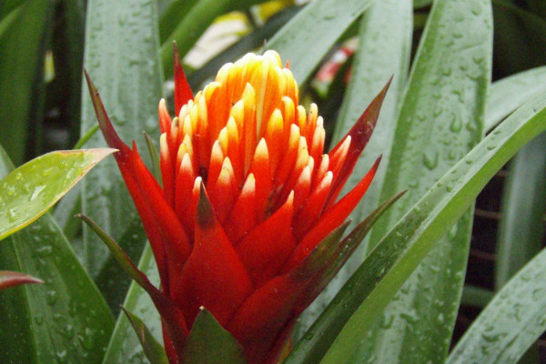 鴻運當(dāng)頭怎么配土