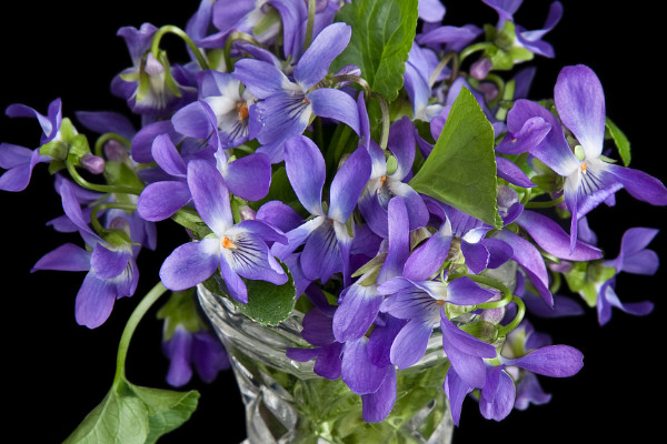 紫羅蘭盆栽怎么養(yǎng)