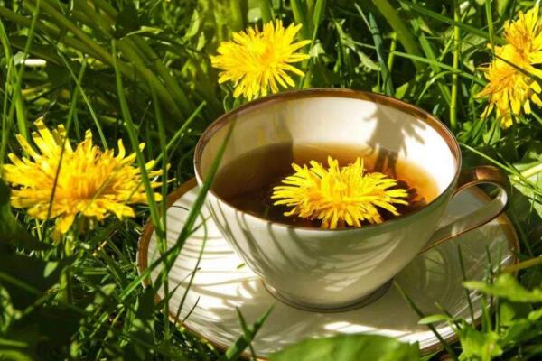 長期喝干蒲公英水好嗎，長期飲用會導(dǎo)致腹痛、腹瀉