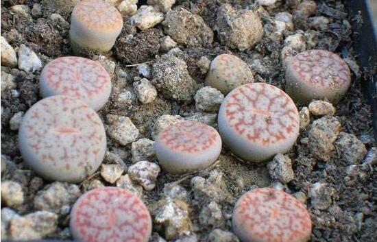 生石花有什么用，老農(nóng)總結最常見四個作用