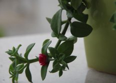 玉樹用什么土壤，最好使用沙土栽種