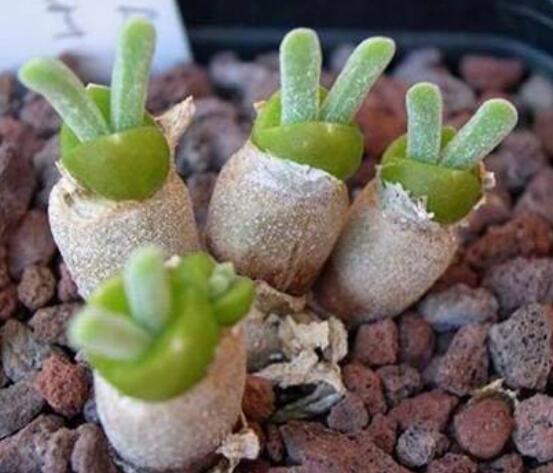 碧光環(huán)多肉有毒嗎，無(wú)毒/株型優(yōu)雅、美觀可愛(ài)