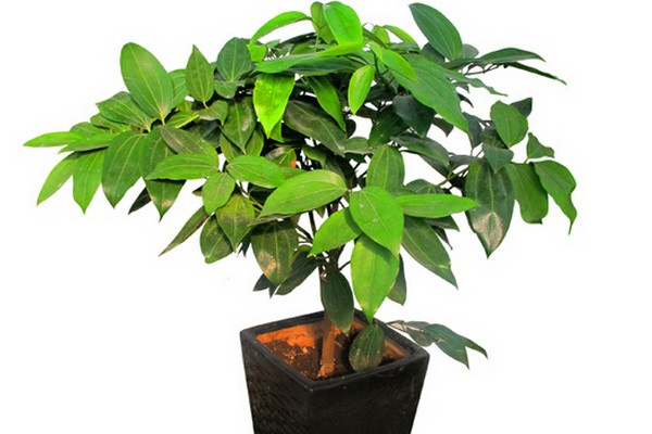 平安樹葉子干枯是怎么回事，環(huán)境變化過(guò)大要養(yǎng)護(hù)一段時(shí)間