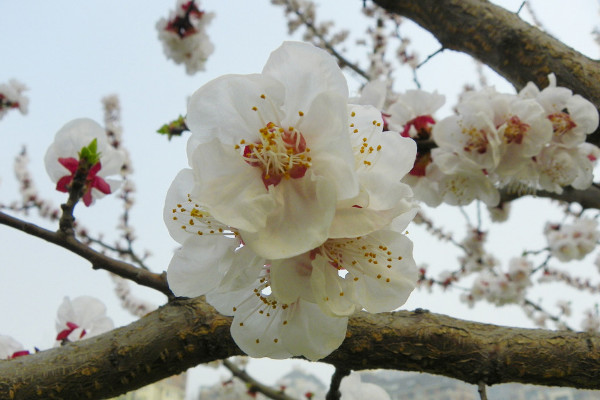 櫻花和梅花的區(qū)別