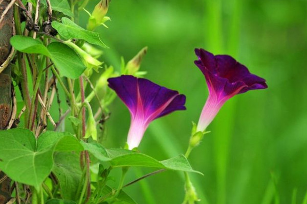 牽?；ㄩL(zhǎng)太高怎么辦