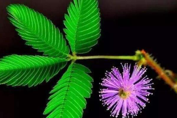 含羞草發(fā)芽后怎么護(hù)理